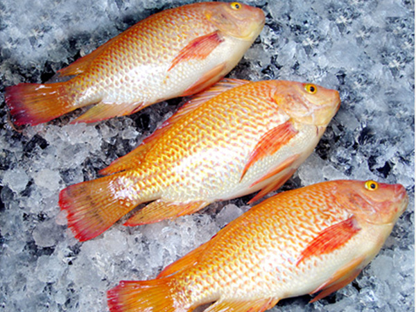 Frozen Red Tilapia Whole Round