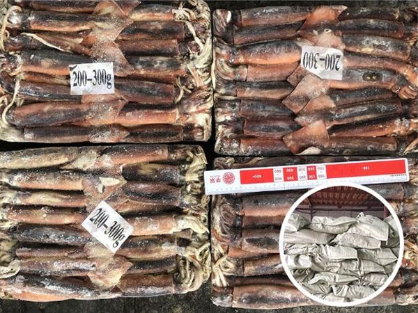 Whole layer freezing Squid